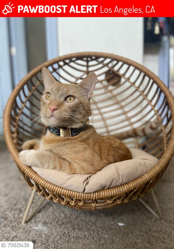 Lost Male Cat last seen Western and capitol, Los Angeles, CA 90732