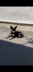 Reunited Female Dog last seen Lankershim & Strathern , Los Angeles, CA 91605