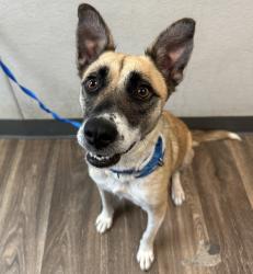 Shelter Stray Female Dog last seen Near L Street, San Diego, CA, 92102, 5500 Gaines St, San Diego, CA 92110, USA
