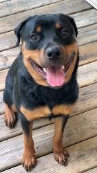 Lost Male Dog last seen Willards bar, Saint Paul, MN 55104