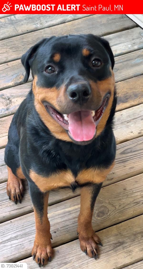 Lost Male Dog last seen Willards bar, Saint Paul, MN 55104