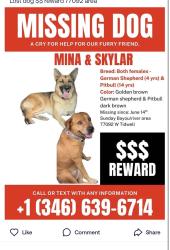 Lost Female Dog last seen Near w Tidwell Rd, Houston, TX 77092