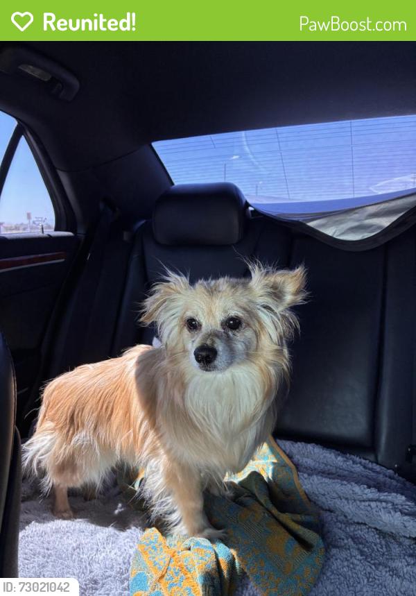 Reunited Male Dog last seen Ridgecrest and Elmwood, Victorville, CA 92395