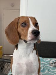 Reunited Female Dog last seen Near garrett ave chula vista california, Chula Vista, CA 91910