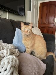 Reunited Unknown Cat last seen 50th st seashore drive Newport beach , Newport Beach, CA 92663