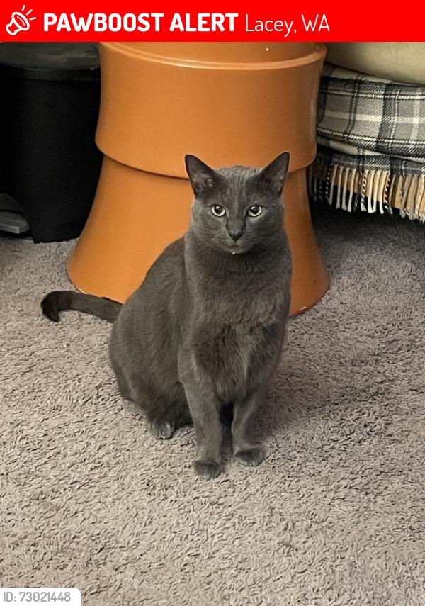 Lost Male Cat last seen 31st St NE and Meridian Rd, Lacey, WA 98516