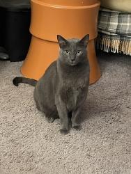 Lost Male Cat last seen 31st St NE and Meridian Rd, Lacey, WA 98516
