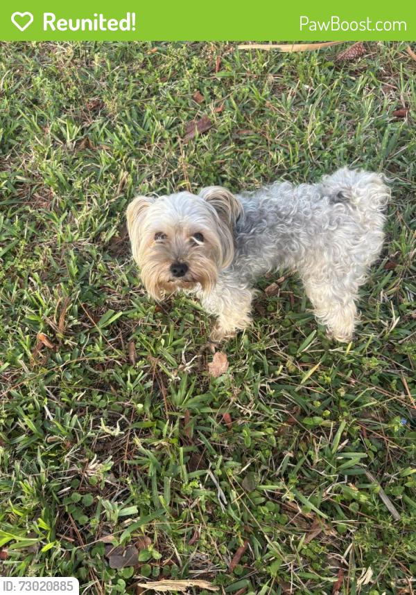 Reunited Male Dog last seen North Lauderdale Bailey area, Fort Lauderdale, FL 33308