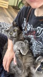Lost Male Cat last seen red mountain, Ivins, UT 84738