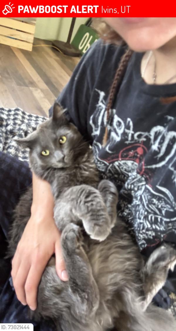 Lost Male Cat last seen red mountain, Ivins, UT 84738