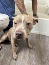 Found/Stray Female Dog last seen Corner of n 23rd and kilbourn, Milwaukee, WI 53233