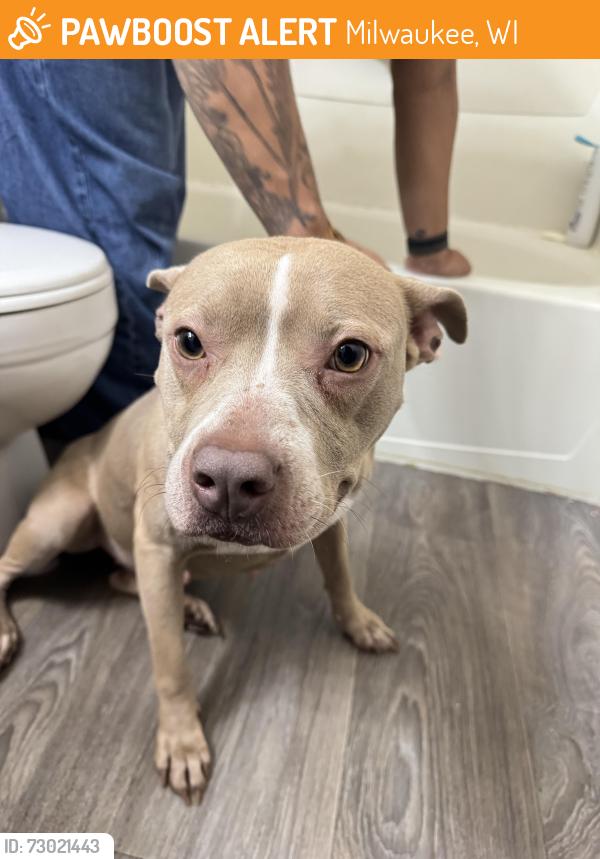 Found/Stray Female Dog last seen Corner of n 23rd and kilbourn, Milwaukee, WI 53233