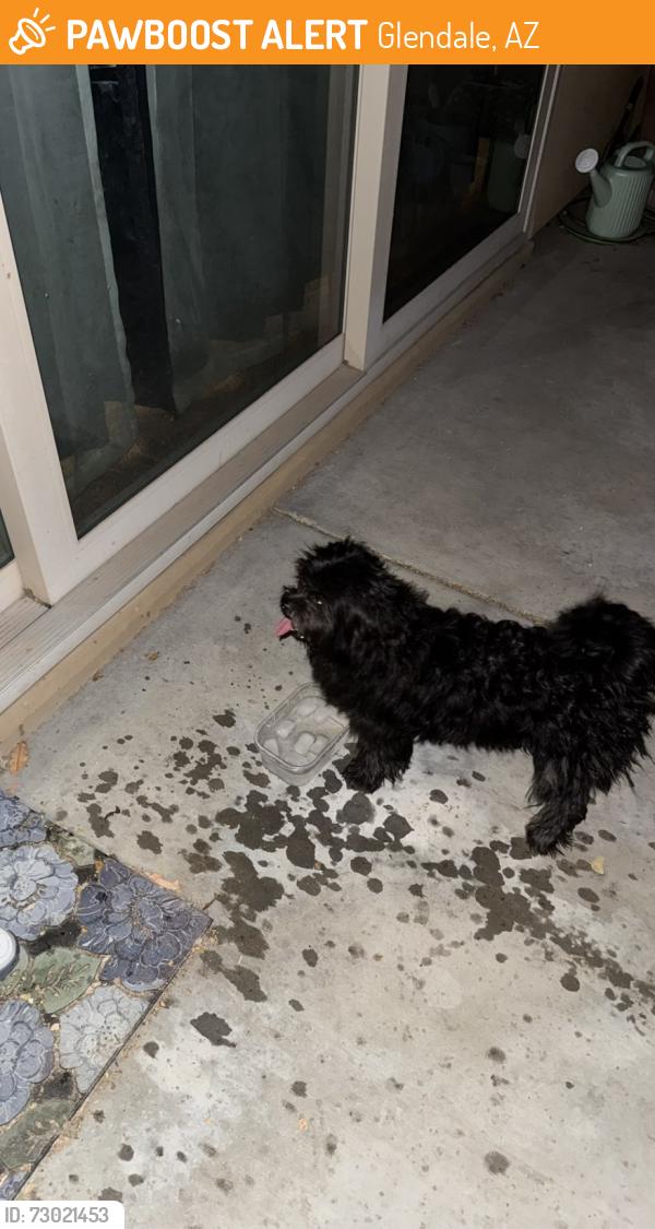 Found/Stray Unknown Dog last seen Garden Grove neighborhood 85th ln and Glendale, Glendale, AZ 85305