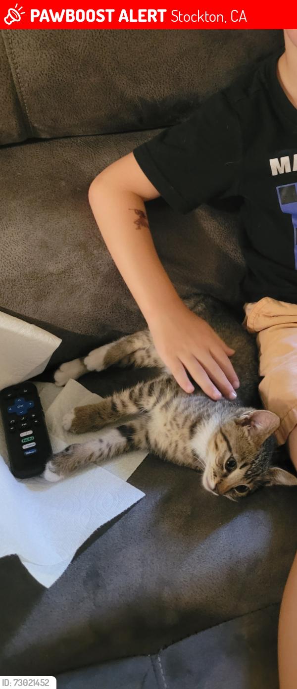 Lost Male Cat last seen Hammer lane and north el dorado street, Stockton, CA 95207