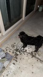 Found/Stray Unknown Dog last seen Garden Grove neighborhood 85th ln and Glendale, Glendale, AZ 85305