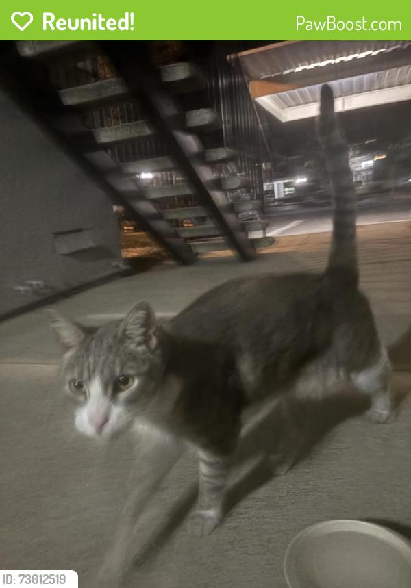Reunited Male Cat last seen Altura cndmniums , Folsom, CA 95630