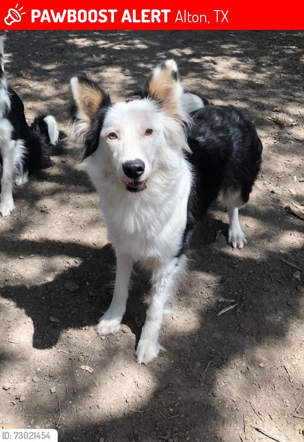 Lost Female Dog last seen Los Ebanos & 6 mile, Alton, TX 78573