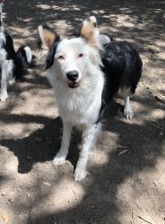 Lost Female Dog last seen Los Ebanos & 6 mile, Alton, TX 78573