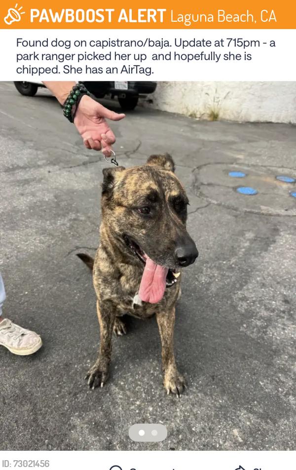 Found/Stray Female Dog last seen Capistrano and Baja street laguna beach ca , Laguna Beach, CA 92651