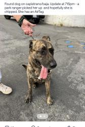 Found/Stray Female Dog last seen Capistrano and Baja street laguna beach ca , Laguna Beach, CA 92651