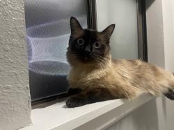 Found/Stray Unknown Cat last seen Lake Tapps Washington, Lake Tapps, WA 98390
