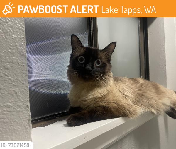 Found/Stray Unknown Cat last seen Lake Tapps Washington, Lake Tapps, WA 98390