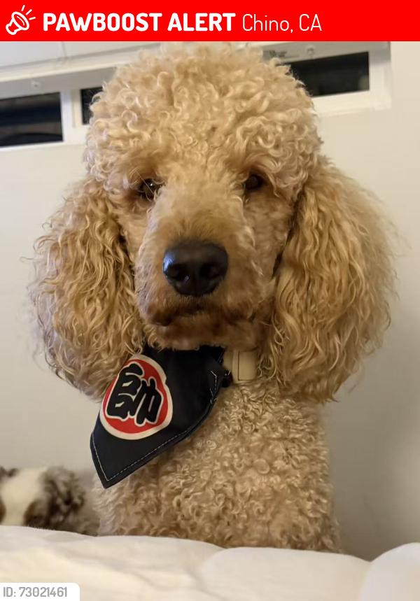Lost Male Dog last seen stater bros market, Chino, CA 91708