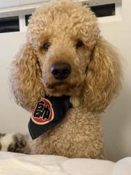 Lost Male Dog last seen stater bros market, Chino, CA 91708