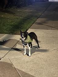 Reunited Unknown Dog last seen Asbury Street and Miller Street, San Jose, CA 95110