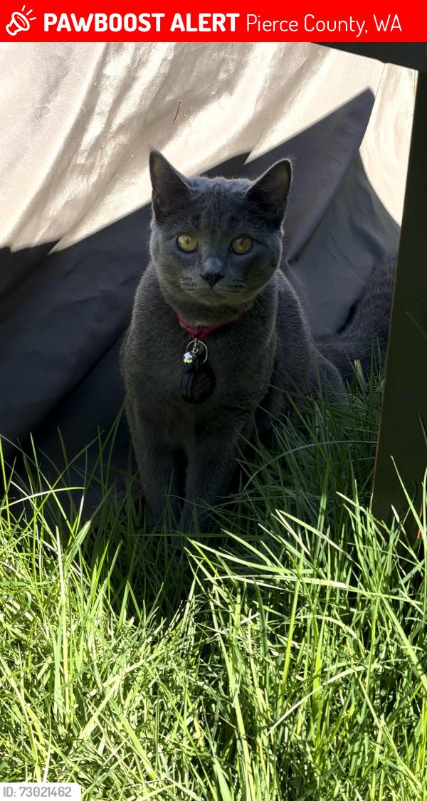 Lost Female Cat last seen 176th and 92nd, Pierce County, WA 98375