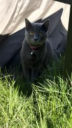 Lost Female Cat last seen 176th and 92nd, Pierce County, WA 98375