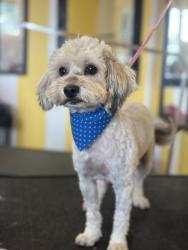 Lost Male Dog last seen Houston, Visalia, CA 93292