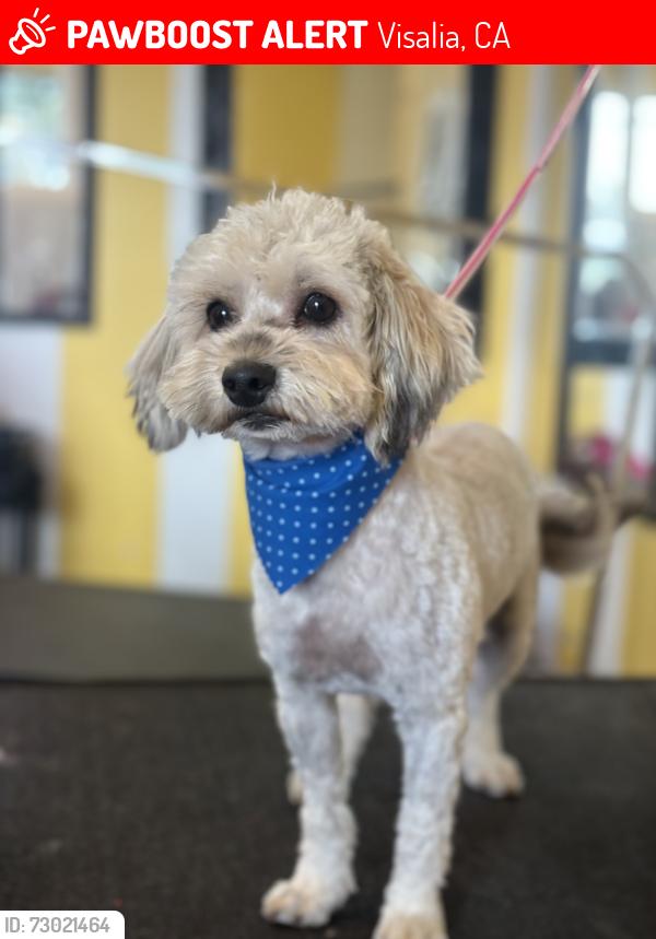 Lost Male Dog last seen Houston, Visalia, CA 93292
