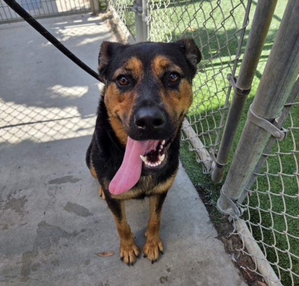 Shelter Stray Female Dog last seen , 3201 Lacy St, Los Angeles, CA 90031, USA