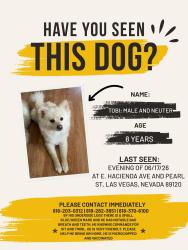 Lost Male Dog last seen Peral, Las Vegas, NV 89120