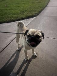 Reunited Male Dog last seen Maxwell park, Anaheim, CA 92804