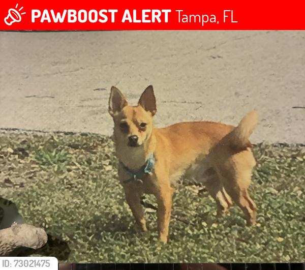 Lost Male Dog last seen Marta dr (Ayla apmts), Tampa, FL 33617