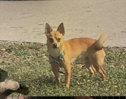 Lost Male Dog last seen Marta dr (Ayla apmts), Tampa, FL 33617
