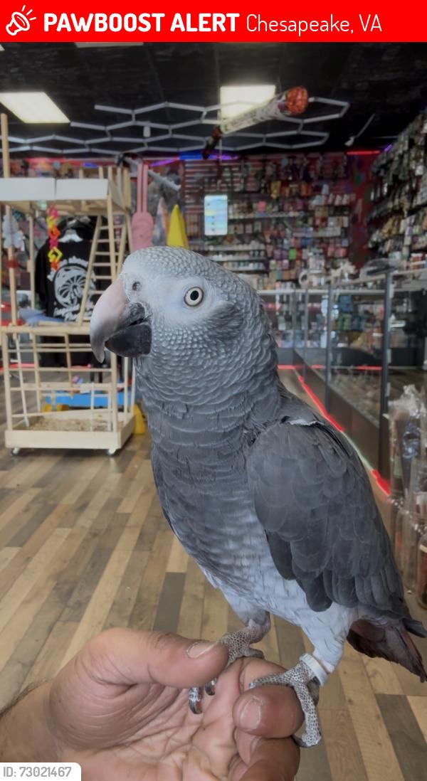 Lost Male Bird last seen Cedar rd Chesapeake 23322 he flew a way from my smoke shop, Chesapeake, VA 23322