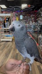 Lost Male Bird last seen Cedar rd Chesapeake 23322 he flew a way from my smoke shop, Chesapeake, VA 23322