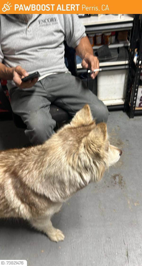Found/Stray Female Dog last seen Dolphin Dr and Ocean Ave, Perris, CA 92571