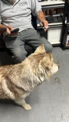 Found/Stray Female Dog last seen Dolphin Dr and Ocean Ave, Perris, CA 92571