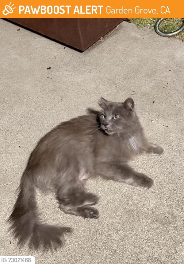 Found/Stray Female Cat last seen Gilbert & Skylark Blvd by the Walmart , Garden Grove, CA 92842