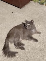 Found/Stray Female Cat last seen Gilbert & Skylark Blvd by the Walmart , Garden Grove, CA 92842