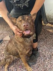Found/Stray Male Dog last seen Near W Piccadilly Rd, Phoenix Arizona 85015, Phoenix, AZ 85015