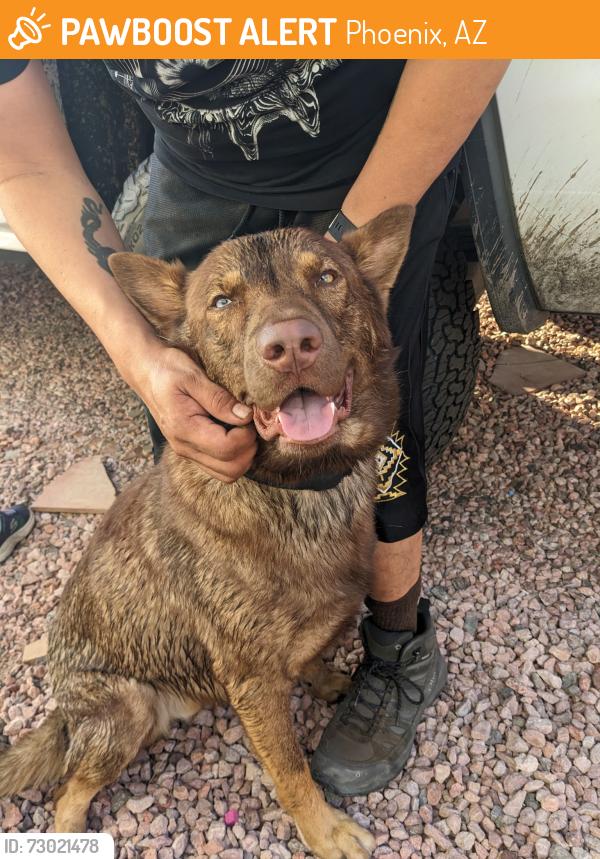 Found/Stray Male Dog last seen Near W Piccadilly Rd, Phoenix Arizona 85015, Phoenix, AZ 85015