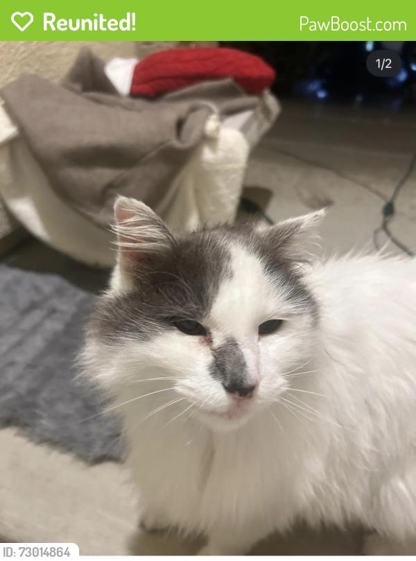Reunited Female Cat last seen Whitelock parkway and swordfish cir, Elk Grove, CA 95757