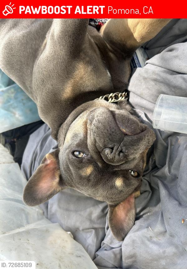 Lost Female Dog last seen Phillips and reservoir, Pomona, CA 91766