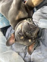 Lost Female Dog last seen Phillips and reservoir, Pomona, CA 91766