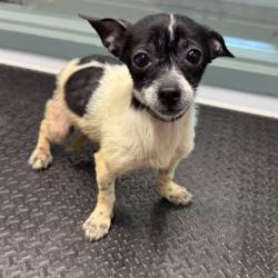 Shelter Stray Female Dog last seen Near 21st Ave, Oakland, CA, 1101 29th Ave, Oakland, CA 94601, USA